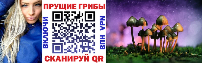 Купить закладки  Гвардейск  Псилоцибиновые грибы Magic Shrooms 